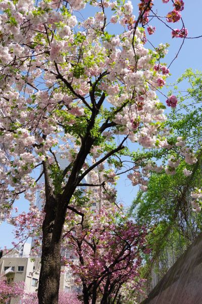 桜は八重もきれいだよー 目黒川と花房山通り さんたつ公式サポーター募集中 さんたつ By 散歩の達人